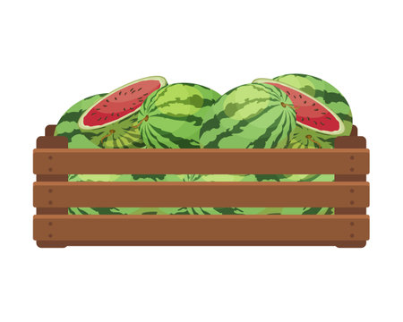 Wooden box with whole and cut watermelons. Healthy food, fruits, agriculture illustration, vectorのイラスト素材