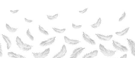 Seamless border, white feathers fall into the air on a white background. Background with copy space, vectorのイラスト素材