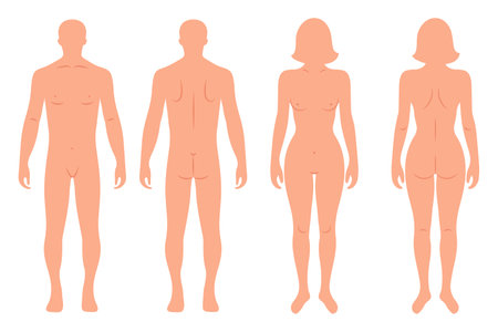 Silhouettes of male and female human body, back and front. Anatomy. Medical and scientific concept. illustration, vectorのイラスト素材