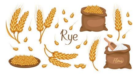 A set of grains and spikelets of rye. Rye plant, rye grains in a plate and bag, rye flour. Agriculture background, design elements, vectorのイラスト素材