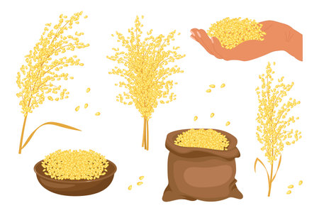 A set of grains and spikelets of millet. Millet plant, millet grains in a plate and bag. Agriculture, design elements, vectorのイラスト素材