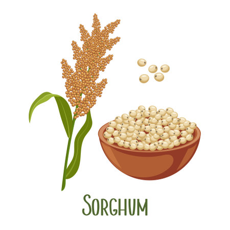 Set of sorghum grains and spikelets. Sorghum plant, sorghum grains in a plate. Agriculture design elements vectorのイラスト素材