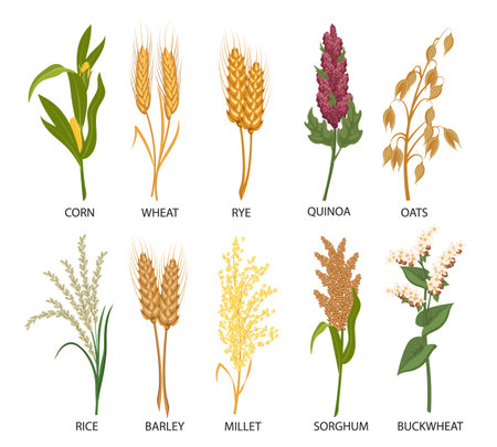Set of cereals, grain plants Wheat, rye, oats, rice, buckwheat, corn, quinoa, sorghum, barley, millet, spikelets Harvest, agriculture Illustration,