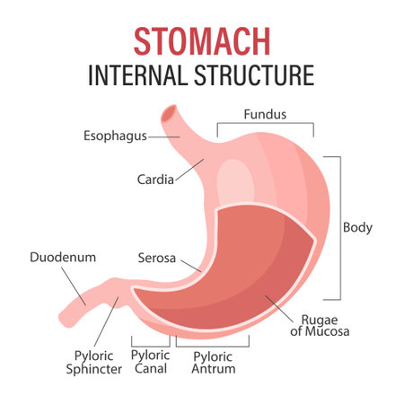 Anatomy of the human stomach, medical poster with detailed diagram of the structure of the internal stomach. Medical infographic banner. Vectorのイラスト素材