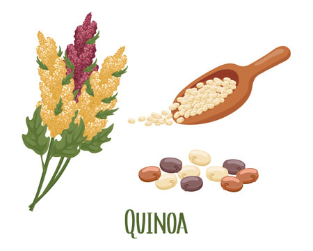 Set of quinoa grains and spikelets. Quinoa plant, quinoa grains in a wooden spoon. Agriculture, food, design elements, vectorのイラスト素材