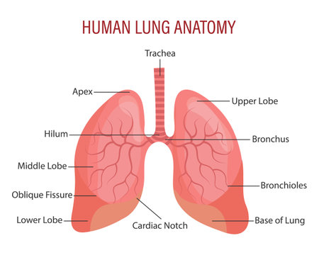 Anatomy of the human lungs. Respiratory system. Medical infographic banner, illustration, vectorのイラスト素材
