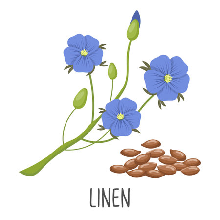 Blue flax flowers and flax seeds on a white background. Linen. Illustration, vectorのイラスト素材