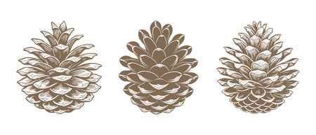 Drawn pine cones on a white background. Set of fir cones. Symbols, design elementsのイラスト素材