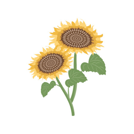 Sunflower flowers, bouquet. Sunflowers isolated on white background. Botanical illustration.のイラスト素材