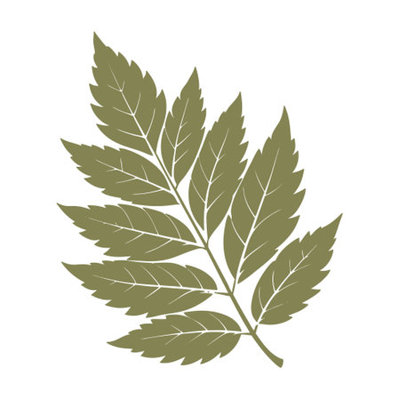 Silhouette of green rowan leaf on white background. Autumn design elements. Flat style illustrationのイラスト素材