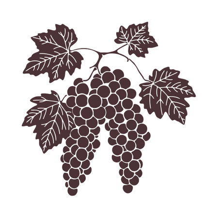 Bunch of grapes with leaves, silhouette. Hand drawn illustration on white backgroundのイラスト素材