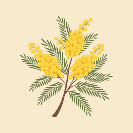Beautiful illustration of a mimosa branch. Bouquet of mimosa. Spring greeting card.のイラスト素材