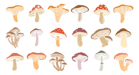Mushroom set. Collection of hand drawn mushrooms for educational or decorative purposes. Illustration.のイラスト素材