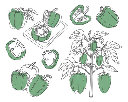 Green bell pepper collection. Illustrations of green bell peppers - whole, sliced and on the bush. Hand drawn illustration.のイラスト素材