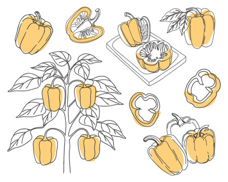 Yellow bell pepper collection. Illustrations of yellow bell peppers - whole, sliced and on the bush. Hand drawn illustration.のイラスト素材