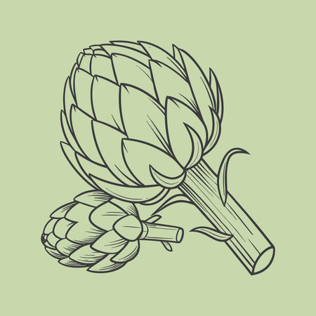 Artichoke. Hand drawn illustration Isolated on green background.のイラスト素材