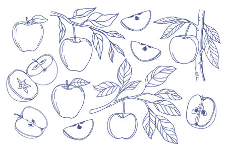 Set of hand drawn apples. Apple fruit outline set. Collection of apple sketches. Illustration.のイラスト素材