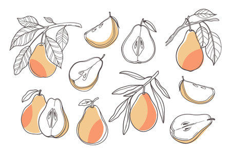 Set of hand drawn pears. Pear fruit outline set. Collection of pear sketches with colors. Illustration.のイラスト素材