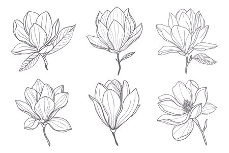 Set of magnolia flowers. Elegant magnolia flower line art collection. Illustration sketch.のイラスト素材