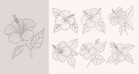 Hand Drawn Hibiscus Flower Botanical Line Art Collection. Sketch.のイラスト素材