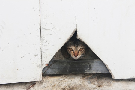 cat hide in holeの写真素材