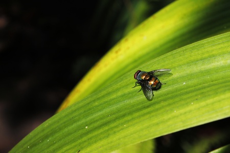 Blow fly on green leaveの写真素材