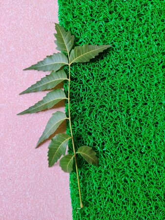 Natural leaves placed in pink and green background. Daylight.の写真素材