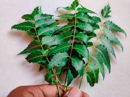 Hand holding of many neem leaves isolated on white background. Daylightの写真素材