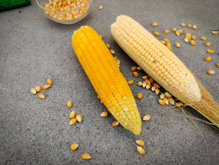 Side view of one boiled and one non boiled corn with scattered unpopped popcorn grains. Isolated on...