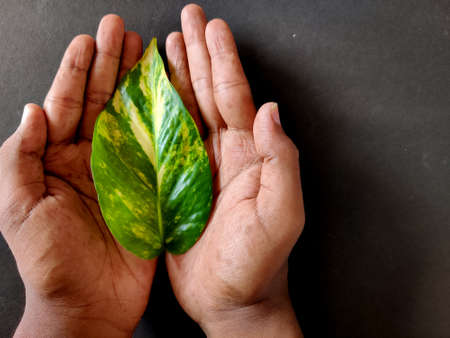 South Indian man holding one money plant leaf in his hands.Isolated on black background. Insurance conceptの写真素材