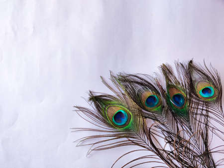 Four set of peacock feathers isolated on white background. Copy space