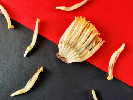 One set of uncooked banana flower's floret isolated on black and red background,