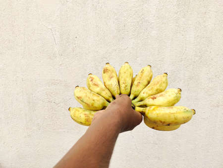 Human hand holding a cluster of bananas.Isolated on white background. Festival concept.の写真素材