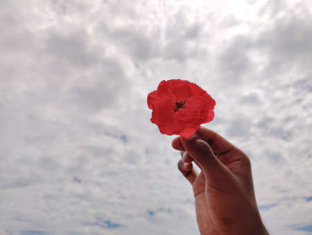 Hand holding of pink rose. Clouds background. Selective focusの写真素材