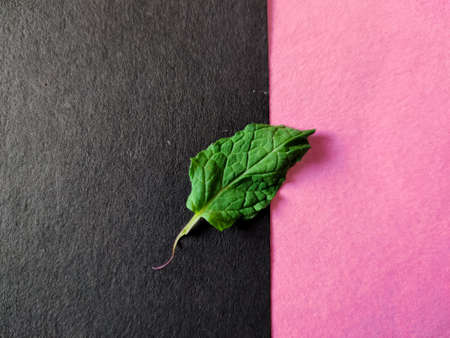 Single mint leaf isolated on pink and black background.