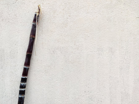 Copy space of lengthy sugarcane on whiteの写真素材