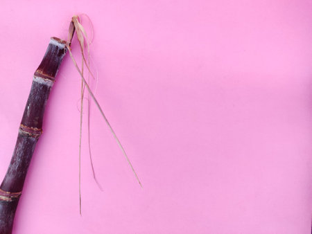Copy space of sugarcane on pinkの写真素材