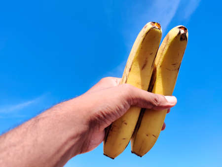 South Indian male hands holding two big tasty bananas. Cloud backgroundの写真素材
