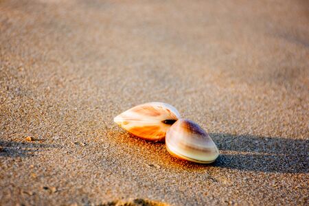 Couple of clams on the beachの写真素材