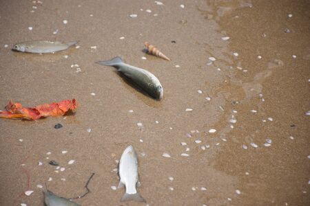 Died fish on the beachの写真素材