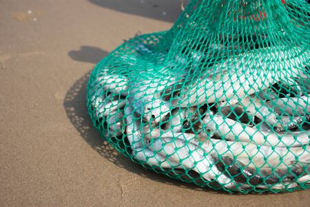 Fish in the netの写真素材