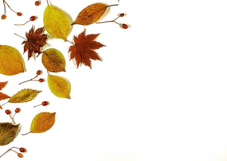 Frame made of autumn leaves isolated  on white background,  copy spaceの写真素材