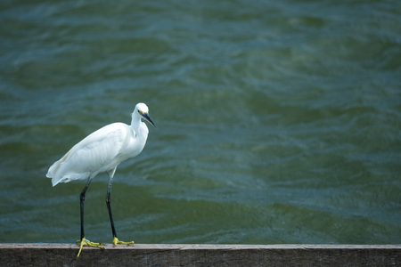 white bird stand by riverの写真素材