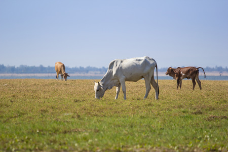 buffalo eating grassの写真素材