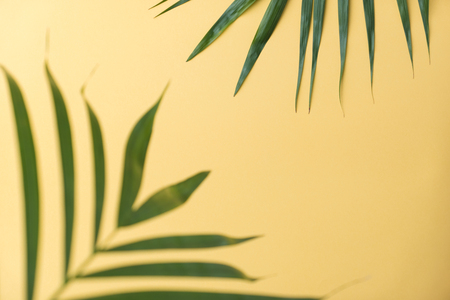 sunshine on palm tree leaf.vacation summer.top view background.minimal backgroundの写真素材