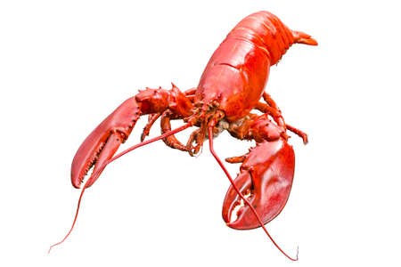 Close up steamed Canadian Lobster on isolted white background, Red Canadian Lobster, Cooked lobsterの写真素材