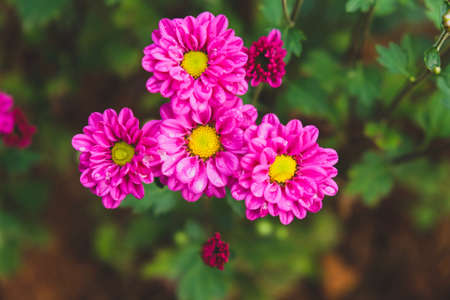 Cutie pink flowersの素材