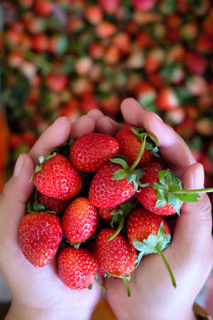 Hands full of strawberriesの素材