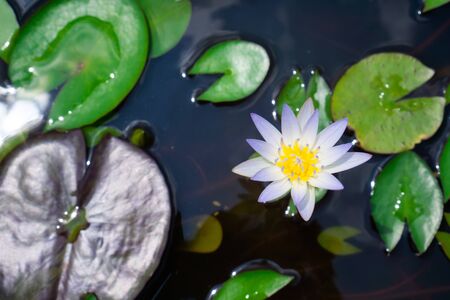 White pink lotus flowers on the green leaves in the waterの写真素材