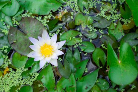 White pink lotus flowers on the green leaves in the waterの写真素材